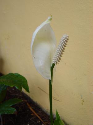 dsc02384.jpg