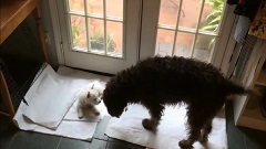 Gringo and Amigo in the Kitchen