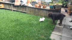 Gringo and Amigo in the backyard
