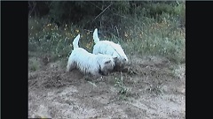 Cory and Primo digging at The Hill.